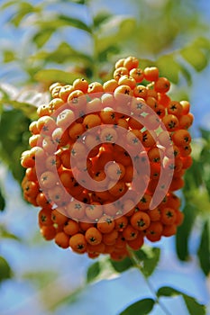 Rowanberry photo