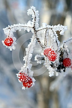 Rowanberry