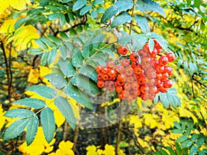 Rowanberry bunch with yellow autumn leaves on the background photo