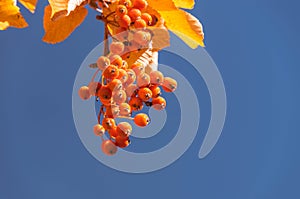 Rowanberry background photo