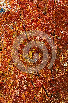 Rowanberry tree in fall