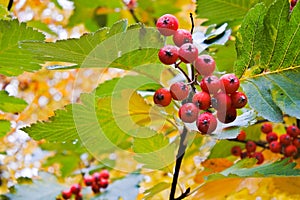 Rowanberry tree