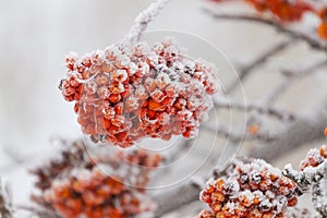 Rowanberry tree