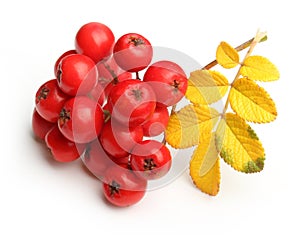 Rowanberry twig isolated