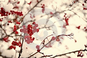 Rowanberry twig in snow. Bunch of rowan berries with ice crystals. Rowanberry branch. Berries of red ash in snow. winter