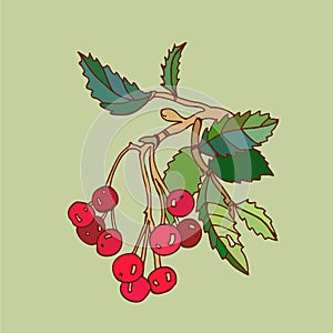 Rowanberry vector illustration photo