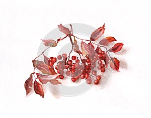 Rowanberry watercolor painting