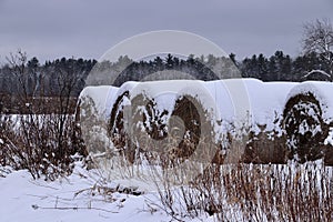 A Rowe of hey bales under snow cover