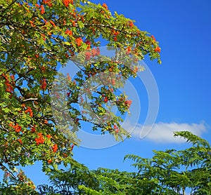 Rowen, Mountain Ash, with bright red berries.