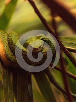 Rowleys palm pit viper known as Bothriechis rowleyi