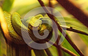 Rowleys palm pit viper known as Bothriechis rowleyi