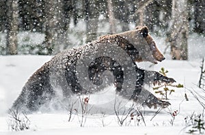 Rown bear running on the snow in the winter forest. Snowfall. Scientific name:  Ursus arctos. Natural habitat. Winter season