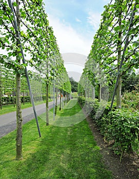 Ð¡rown of fruit trees on trellis