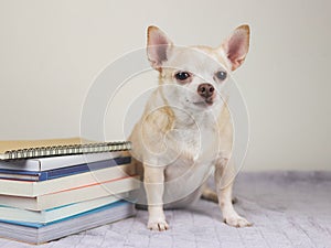 rown short hair chihuahua dog sitting with stack of books on gray blanket and white background