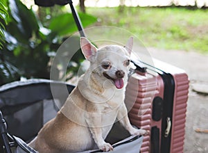 rown short hair chihuahua dog standing in pet stroller with pink suitcase in the garden. Smiling happily. happy vacation and