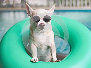 rown short hair chihuahua dog wearing sunglasses standing in green swimming ring or inflatable by swimming pool, lookig at