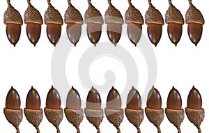 Rows of acorns isolated on white background