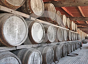 Rows of aged wine barrels