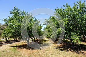 Rows of almond trees growing in California, outside of Irving.