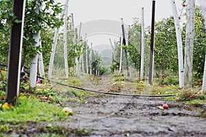 Rows of apple trees at an apple orchard farm in october