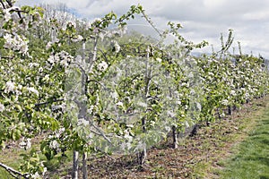 Rows of apple trees in an orchard