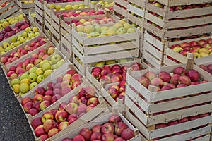 Rows of apples crates at the farmers market