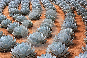 Rows of Artichoke Agave plants