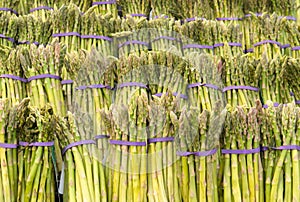 Rows of Asparagus