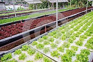 Rows of assorted hydroponic vegetable growing in a green house. hydroponic vegetable background