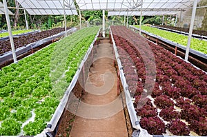 Rows of assorted hydroponic vegetable growing in a green house. hydroponic vegetable background