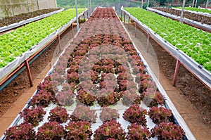 Rows of assorted hydroponic vegetable growing in a green house. hydroponic vegetable background