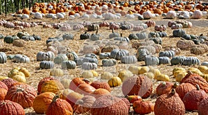 Rows of assorted pumpkins for sale