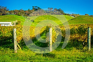 Rows of autumn grapevines and green rolling hills during golden hour sunset. Hawke's Bay, New Zealand