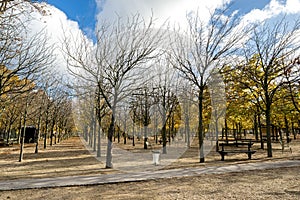 Rows of autumn trees, benches and chairs in Luxembourg gardens in November, Paris