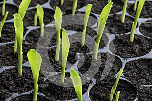 Rows of baby plants in the cultivate tray