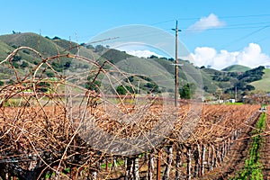 Rows of bare vines in a winter vineyard with green distant hills in background