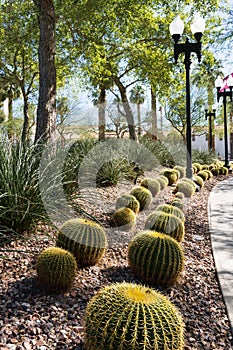 rows of barrel cactus along the sidewalk