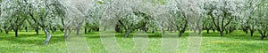 Rows of beautiful blossoming apple trees on a green lawn in spring garden. panoramic view