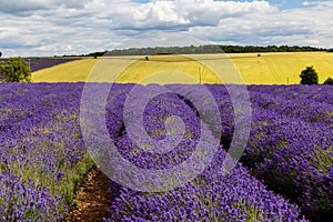 Rows of beautiful Lavender flowers in the English countryside in summer