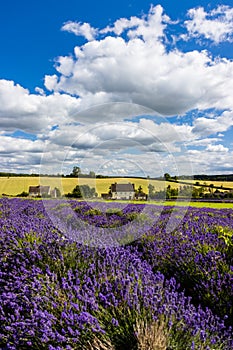Rows of beautiful Lavender flowers in the English countryside in summer