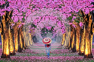 Rows of Beautiful pink flowers trees and Kimono girl