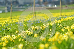 Rows of beautiful yellow daffodils and blue scillas blossoming on spring day