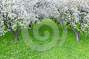 Rows of beautifully blossoming white apple trees on a green lawn in spring garden. aerial view