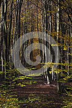 Rows of beech trees in spring