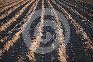 Rows of bio potatoes on a field. Concept of agriculture. Seasonal work on a field.