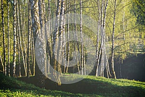 Rows of birch trunks with young foliage, illuminated by the sun at sunrise or dawn in spring. Springtime landscape