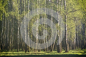 Rows of birch trunks with young foliage, illuminated by the sun at sunrise or dawn in spring. Springtime landscape