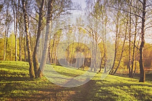 Rows of birch trunks with young foliage, illuminated by the sun at sunrise or dawn in spring. Springtime landscape