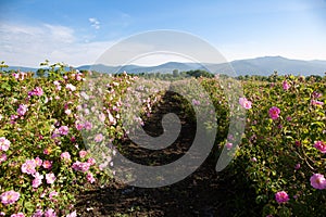 Rows of Bloomed Roses in an Agricultural Field