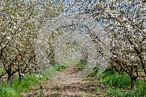 Rows of blooming cherry trees in the orchard